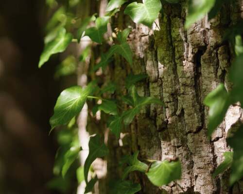 English Ivy