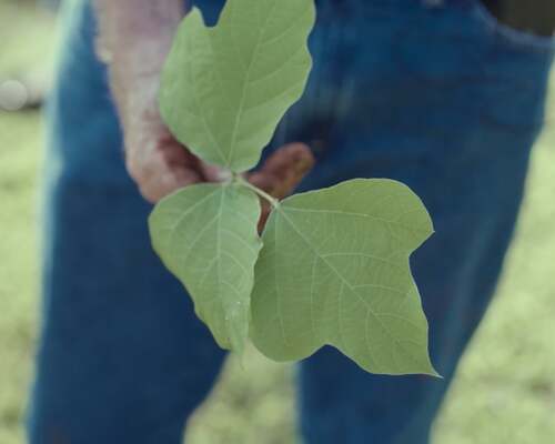 Kudzu