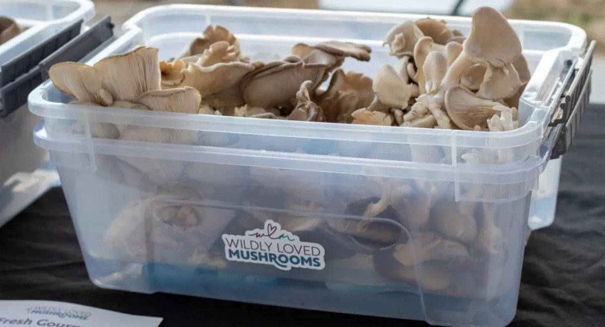 Hands Behind the Hub: Wildly Loved Mushrooms